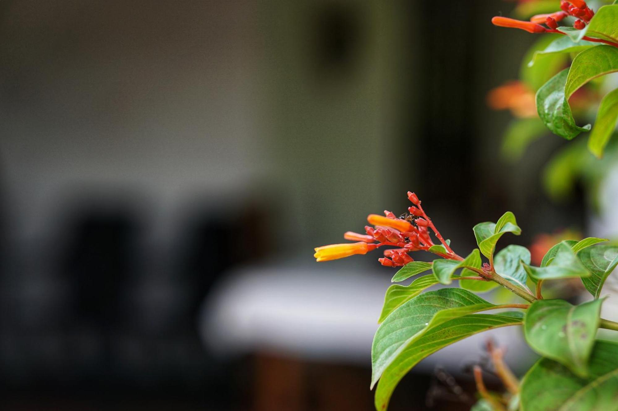 Sashini Homestay Sigiriya Ngoại thất bức ảnh